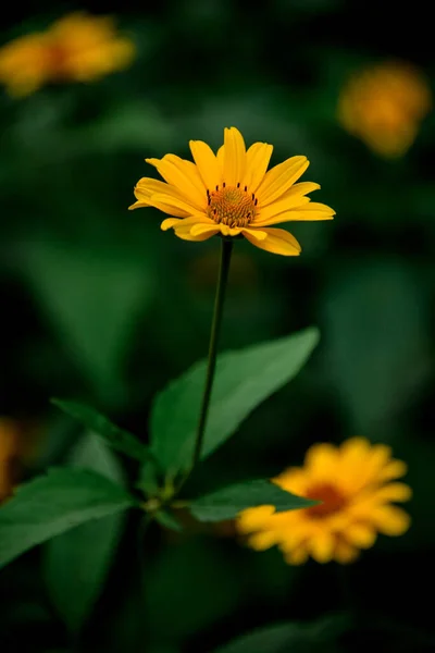 Vista de varios hermosa flor floreciente de color amarillo brillante . — Foto de Stock