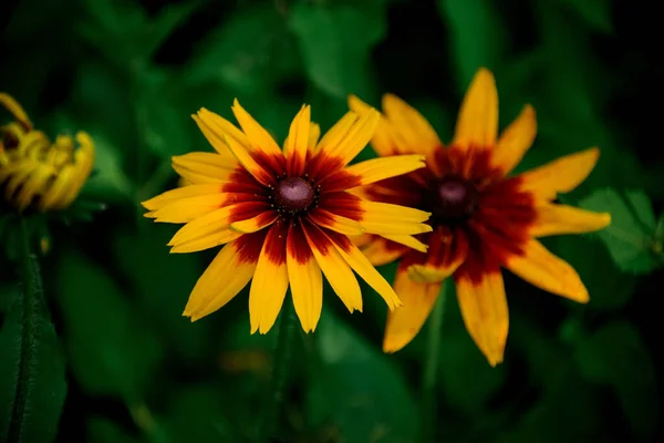 Beautiful bright yellow with brown summer wildflowers against blurred green background — Stock Photo, Image