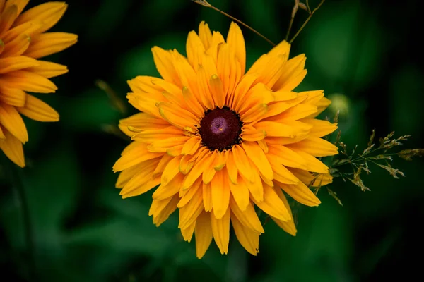 Close-up van felgeel gekleurde bloeiende bloem. — Stockfoto