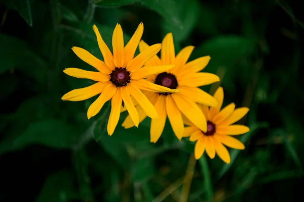 Varias flores silvestres de verano amarillo brillante contra fondo verde borroso — Foto de Stock