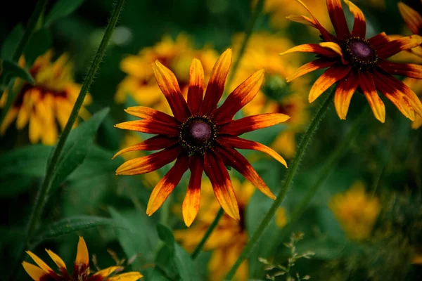 Group of summer wildflowers against blurred background — Stock Photo, Image