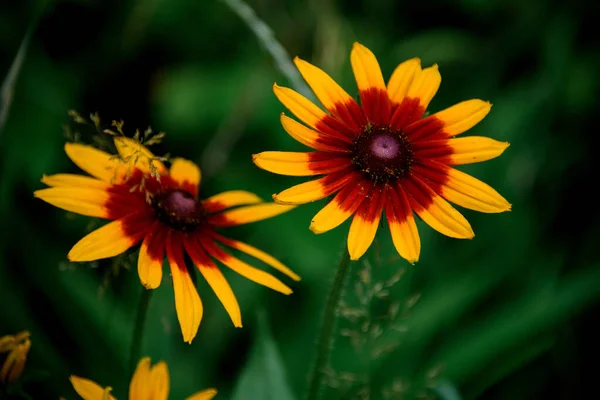 Bright yellow with brown summer wildflowers against blurred green background — Stock Photo, Image