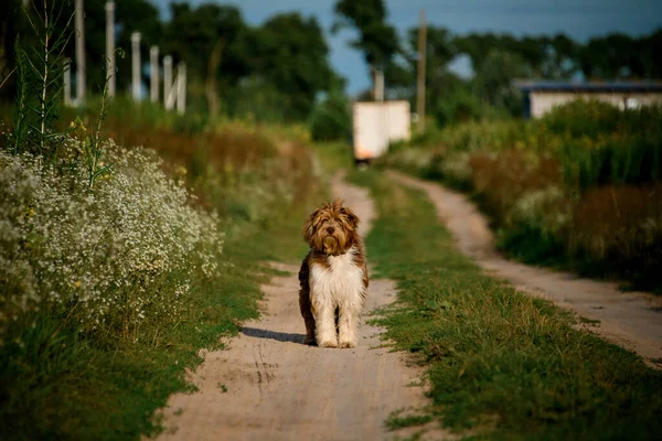 View on shaggy dog which stands on path in the field. — Stock Photo, Image