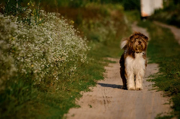 Shaggy dog stands on path in the field. — Stock Photo, Image