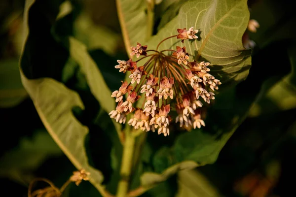 Schöne Pflanze mit großen grünen Blättern. — Stockfoto