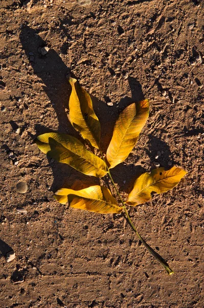 Nahaufnahme Eines Kleinen Walnusszweiges Mit Trockenen Blättern Auf Dem Boden — Stockfoto