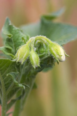Bir patateranın bazı çiçek tomurcuklarının makro fotoğrafçılığı bitkinin yaprakları ve odaklanmamış arka plan ve kopyalama alanı