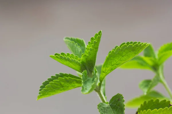 Makroaufnahmen Einiger Zweige Der Stevia Pflanze Mit Neutralem Hintergrund Und — Stockfoto