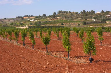 Several rows of young persimmon trees in a recently plowed crop field with a drip irrigation system installed clipart