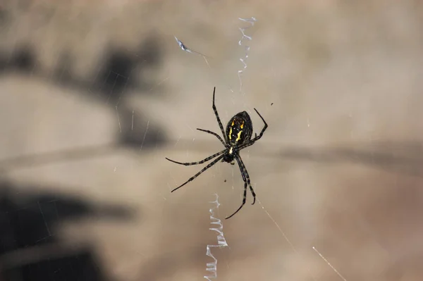 Close-up of a spider of the Argiope trifasciata type waiting in the center of its web for the next victim to fall