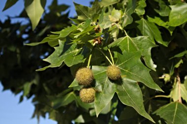 Platanus asifolia türündeki bir ağacın meyve ve yaprakları şehirlerin manzaralı bölgelerinde çokça bulunur.