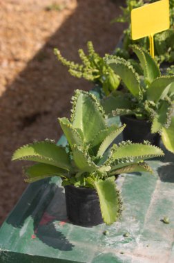 Elinde Kalanchoe daigremontiana 'nın bir kopyası olan tencere, arka plandaki diğer bitkilerle birlikte binlerce kişinin annesi olarak adlandırıldı.