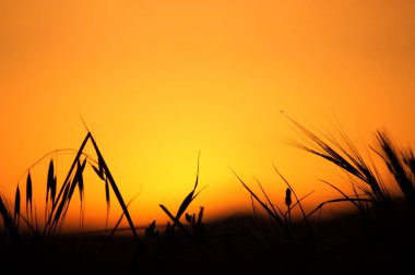 Yoğun turuncu ve sarı renkli bir günbatımının görüntüsü, ön planda bazı bitkiler siyah siluetine zıt düşüyor