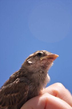 Yuvadan düşmüş ve birinin elini tutan genç bir serçenin yakın çekimi. Resimde üstte kopyalama alanı var