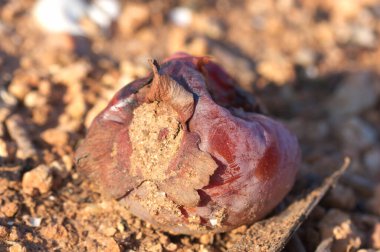 Güneş ve zamanın akışı yüzünden yerde hasar gören eski bir hurma ağacının görüntüsü.