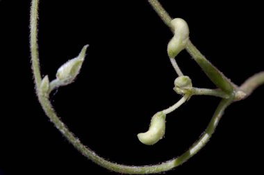 Siyah arkaplanda bir çift çiçek tomurcuğunun bulunduğu kireç fasülyesi dallarının (Faz Lunatus) resmi