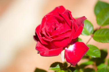 Kırmızı çiçeğin yakın plan bir gül çalısı üzerinde fotokopi alanı ile sol arka plan kahverengi