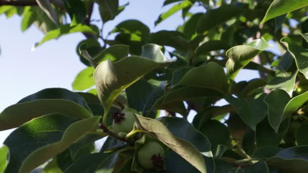 Gros Plan Une Branche Kaki Lorsque Les Fruits Sont Déjà — Video