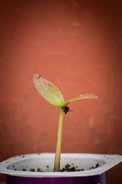 Primer Plano Brote Con Dos Pequeñas Hojas Una Planta Cultivada — Foto de Stock