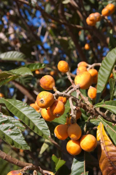 Closeup Branch Medlar Full Ripe Fruits Natural Sunlight Rest Tree — Stock Photo, Image