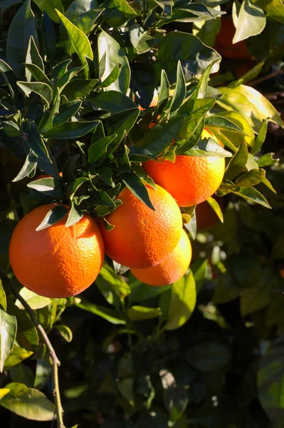 Close-up of some branches of an orange tree from which ripe oranges hang