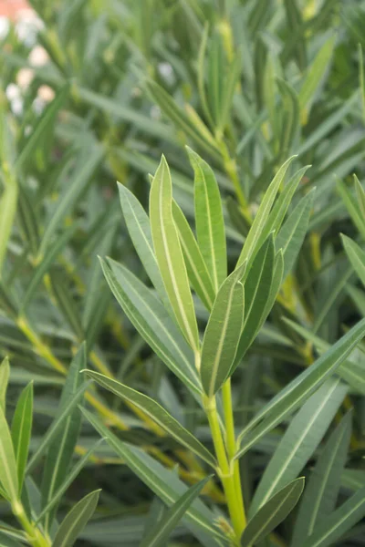 Ramas Adelfa Nerium Oleander Una Planta Con Hojas Verdes Tallos — Foto de Stock