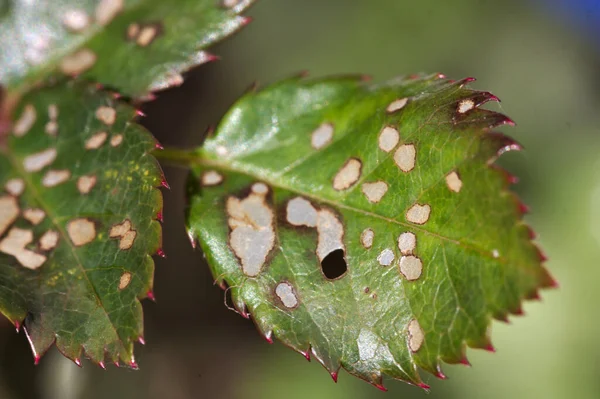 Imagen Del Detalle Una Hoja Rosal Que Afectada Por Alguna —  Fotos de Stock