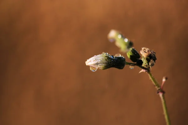 Image of a wild flower with small drops of the morning dew. The brown blur background serves for copy space