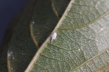 A persimmon tree leaf infected with the pseudococcus longispinus, known as the cottony mealybug or cotonet clipart