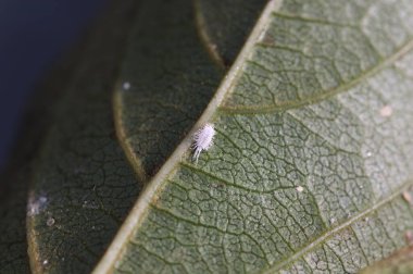 A persimmon tree leaf infected with the pseudococcus longispinus, known as the cottony mealybug or cotonet clipart