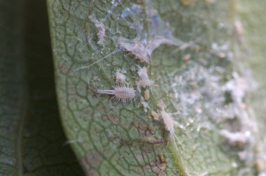 Pseudococcidae ve pamuklu hurma yaprağı (Pseudococcus longispinus) haşere