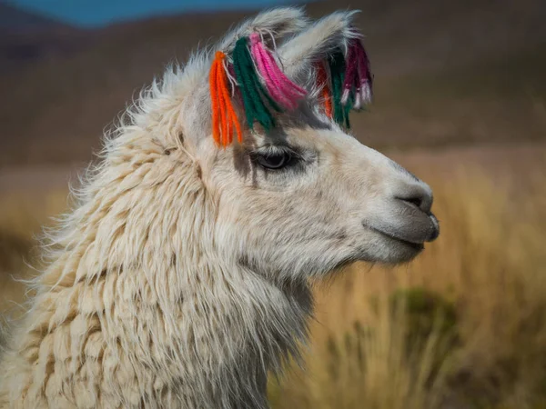 Лама Високогірних Рівнинах Болівії — стокове фото