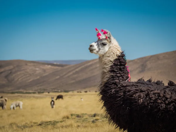 Llama Nas Planícies Altas Bolivianas — Fotografia de Stock