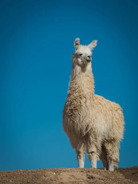 Lama Hoogvlakten Van Bolivia — Stockfoto