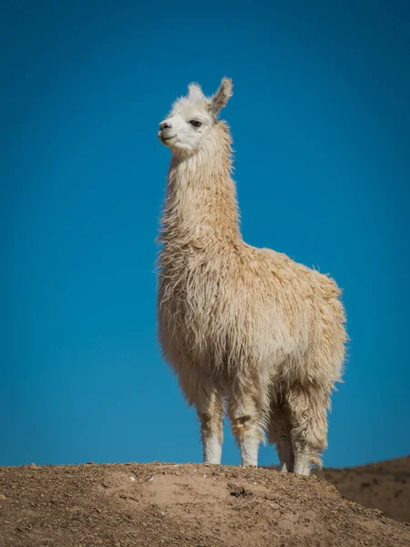 Lama Dans Les Hautes Plaines Boliviennes — Photo