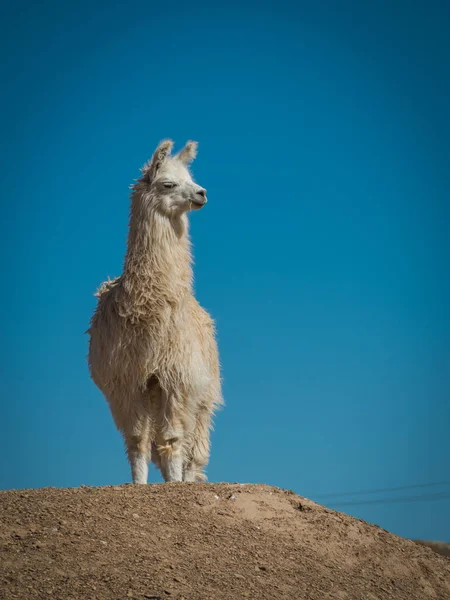 Лама Високогірних Рівнинах Болівії — стокове фото