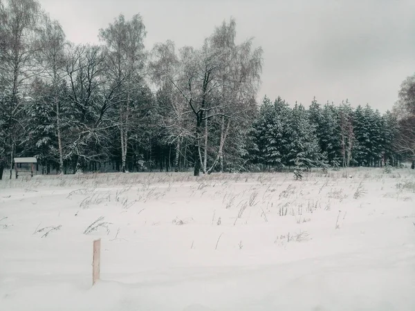 Пейзаж Зимний Лес — стоковое фото