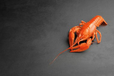 Siyah arkaplan görünümlü ıstakoz