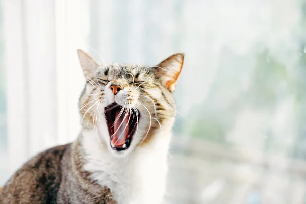 Kat Geeuwt Close — Stockfoto