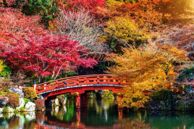Japonya, güzel sonbahar park sonbahar sezon.