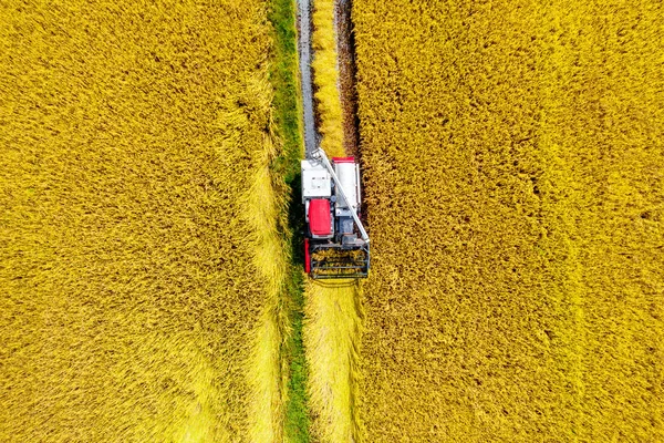 Aerial View Combine Harvester Rice Field Harvest Time — Stock Photo, Image