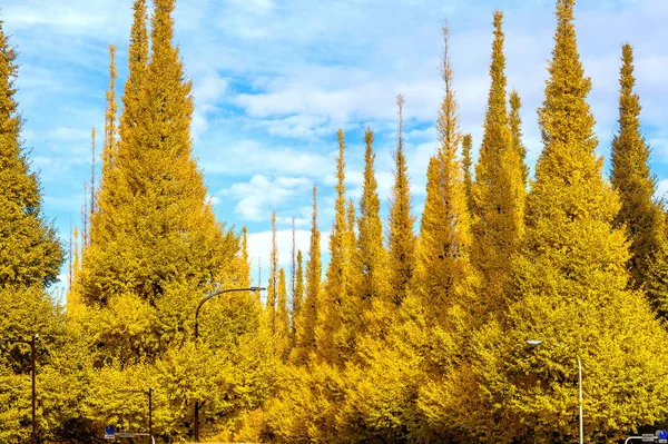 一排黄色的银杏树在秋天 日本东京秋季公园 — 图库照片