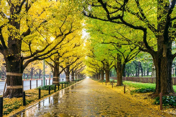 Satır sonbaharda sarı ginkgo ağacının. Tokyo, Japonya'da sonbahar park.