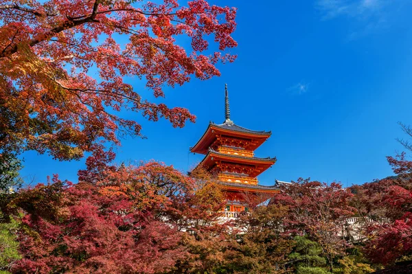 研究在秋季 京都在日本 — 图库照片