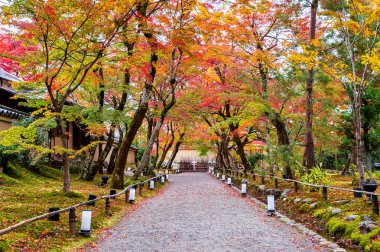 Renkli sonbahar yaprakları ve yürüyüş yolu Park, Kyoto, Japonya.