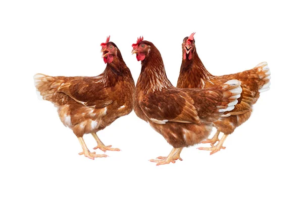 Bruna Höna Isolerad Vit Bakgrund Kyckling Isolerad Vit — Stockfoto