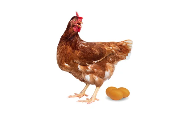 褐色母鸡与鸡蛋隔绝在白色背景 鸡在白色被隔绝 — 图库照片
