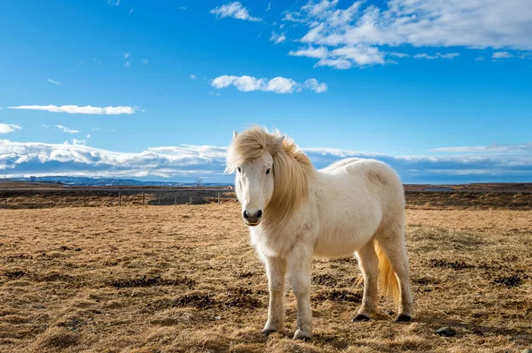 アイスランドの馬 白い馬 — ストック写真