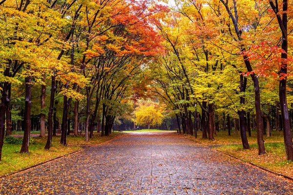 秋天公园里五颜六色的树叶 秋季季节 — 图库照片