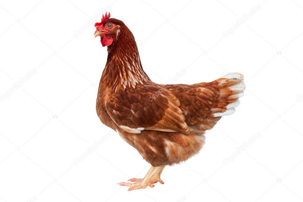 Brown hen isolated on white background, Chicken isolated on white.